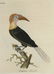 Latham. 61 plates General History of Birds 1820s - 6