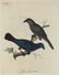 Latham. 61 plates General History of Birds 1820s - 7
