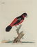 Latham. 61 plates General History of Birds 1820s - 8