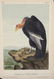 Audubon. 25 plates, Royal Octavo Edition.