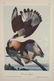 Audubon. 25 plates, Royal Octavo Edition. - 2