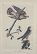 Audubon. 25 plates, Royal Octavo Edition. - 3