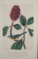 Audubon. 25 plates, Royal Octavo Edition. - 4