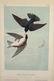 Audubon. 25 plates, Royal Octavo Edition. - 5