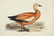 J.& E. Gould, 8 plates, Birds of Europe. 1832-37.