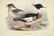 J.& E. Gould, 8 plates, Birds of Europe. 1832-37. - 2