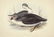 J.& E. Gould, 8 plates, Birds of Europe. 1832-37. - 3