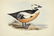 J.& E. Gould, 8 plates, Birds of Europe. 1832-37. - 4