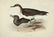 J.& E. Gould, 8 plates, Birds of Europe. 1832-37. - 7