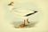 J.& E. Gould, 8 plates, Birds of Europe. 1832-37. - 8