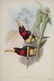 John Gould. 10 plates from Birds of Asia. 1850-83.