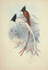 John Gould. 10 plates from Birds of Asia. 1850-83. - 2