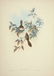 John Gould. 10 plates from Birds of Asia. 1850-83. - 3