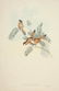 John Gould. 10 plates from Birds of Asia. 1850-83. - 5