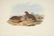 John Gould. 10 plates from Birds of Asia. 1850-83. - 6