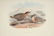 John Gould. 10 plates from Birds of Asia. 1850-83. - 7