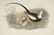 John Gould. 10 plates from Birds of Asia. 1850-83. - 8
