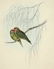 John Gould. 10 plates from Birds of Asia. 1850-83. - 9