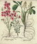 Besler. Onobrychis Belgarum. 1613-1640.