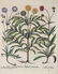 Besler. Scabiosa Alpina Centauroides. 1613.