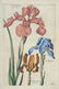 Johann Theodor de Bry. 5 Botanical Plates. 1770.