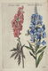 Johann Theodor de Bry. 5 Botanical Plates. 1770. - 2