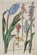 Johann Theodor de Bry. 5 Botanical Plates. 1770. - 3