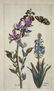 Johann Theodor de Bry. 5 Botanical Plates. 1770. - 5