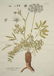 Joseph Jakob von Plenck. 6 Botanicals. c.1789.