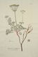 Joseph Jakob von Plenck. 6 Botanicals. c.1789. - 2