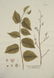 Joseph Jakob von Plenck. 6 Botanicals. c.1789. - 3
