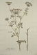 Joseph Jakob von Plenck. 6 Botanicals. c.1789. - 4
