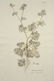 Joseph Jakob von Plenck. 6 Botanicals. c.1789. - 5