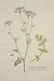 Joseph Jakob von Plenck. 6 Botanicals. c.1789. - 6