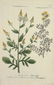 Weinmann. 10 Plates, Phytanthoza iconographia. - 10
