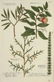 Weinmann. 10 Plates, Phytanthoza iconographia.