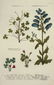 Weinmann. 10 Plates, Phytanthoza iconographia. - 2