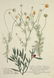 Weinmann. 10 Plates, Phytanthoza iconographia. - 3