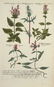 Weinmann. 10 Plates, Phytanthoza iconographia. - 4
