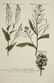 Weinmann. 10 Plates, Phytanthoza iconographia. - 5