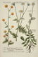 Weinmann. 10 Plates, Phytanthoza iconographia. - 6