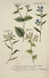 Weinmann. 10 Plates, Phytanthoza iconographia. - 7