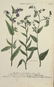 Weinmann. 10 Plates, Phytanthoza iconographia. - 9
