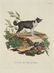 Innocente Alessandri. 3 Animali Engravings. 1772.