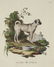 Innocente Alessandri. 3 Animali Engravings. 1772. - 3