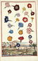 Johann Christoph Volckamer. Flowers. 1708.