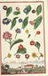 Johann Christoph Volckamer. Flowers. 1708. - 2