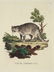 Innocente Alessandri. 5 Animali Engravings. 1772.
