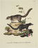 Innocente Alessandri. 5 Animali Engravings. 1772. - 2