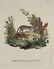 Innocente Alessandri. 5 Animali Engravings. 1772. - 5